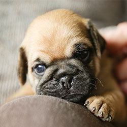 Understanding Your Dog: A Guide Every Pet Owner Should Read
